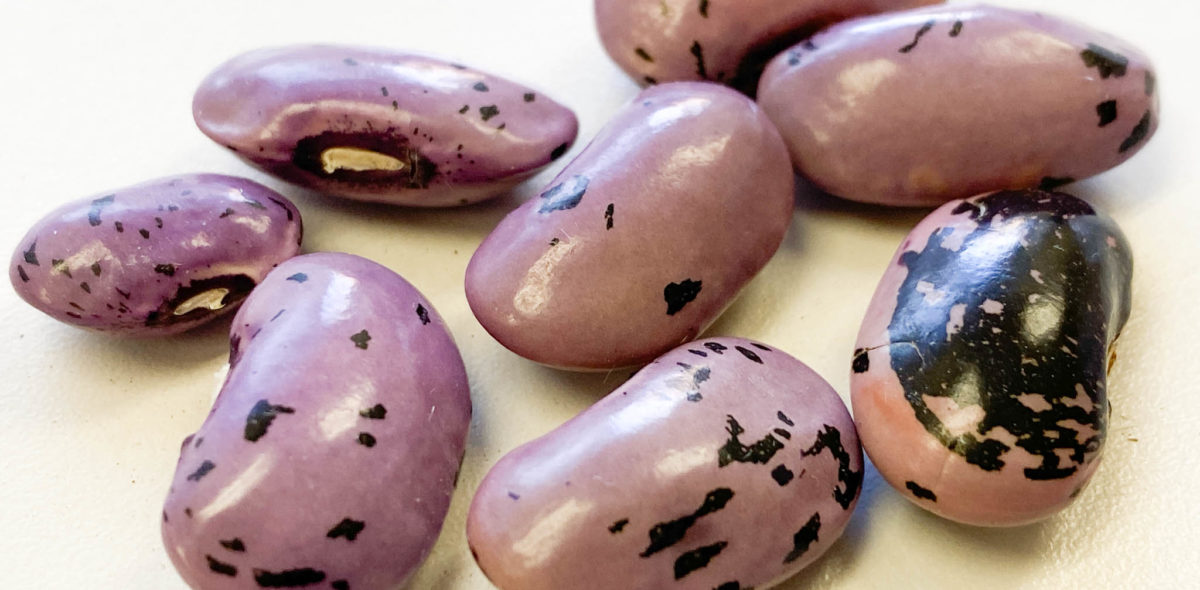 Purple beans on a white table