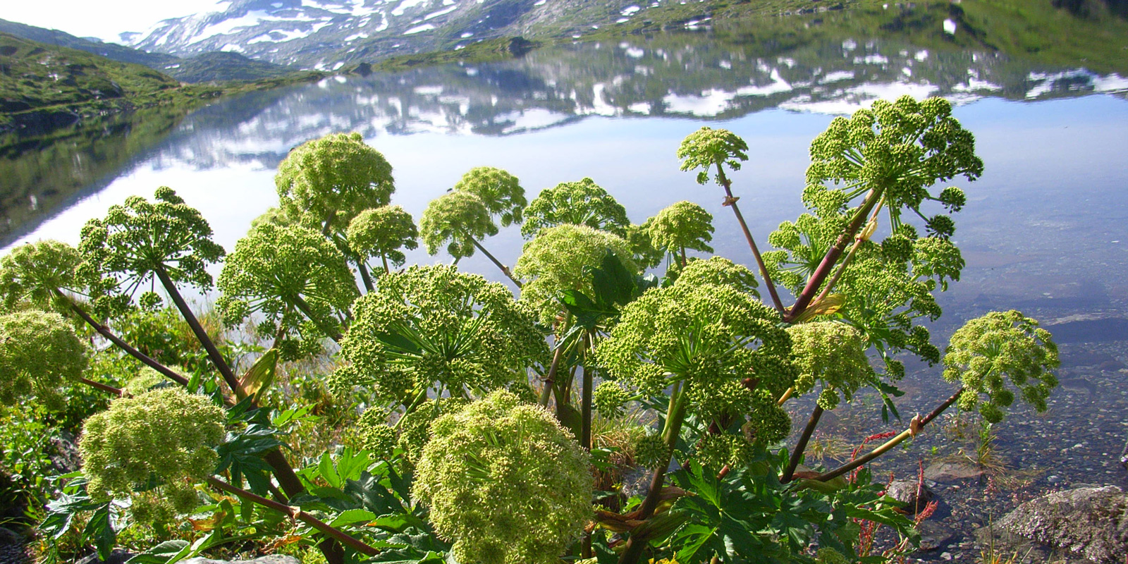 Norwegian angelica – the holy plant in Nordic mountains - NordGen