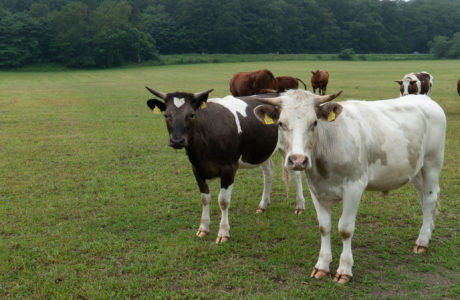 Harmaa ja mustavalkoinen lehmä vihreällä niityllä katsovat kameraan.