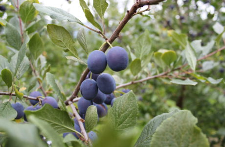 purple fruits growing on a tree