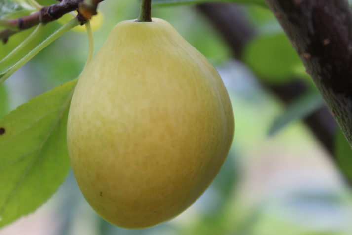 closeup of a yellow plum on a branch