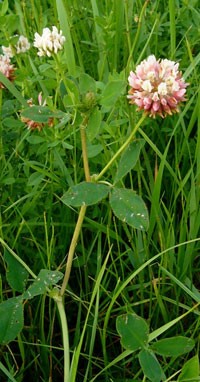 Clover growing in the wild