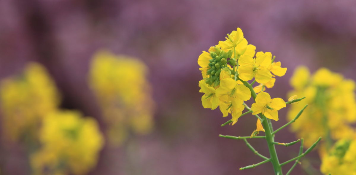 Yellow brassica flowers and a blurred purlpe background