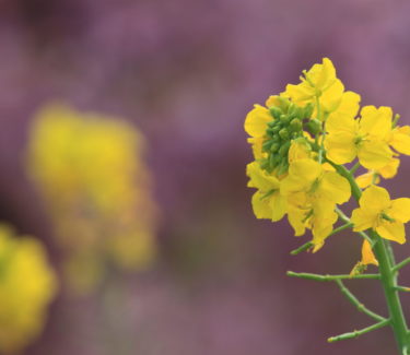 Yellow brassica flowers and a blurred purlpe background