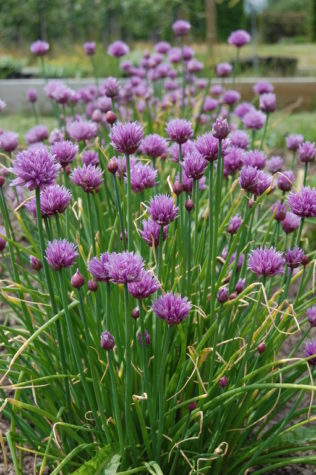 a group of chives growing in a garden