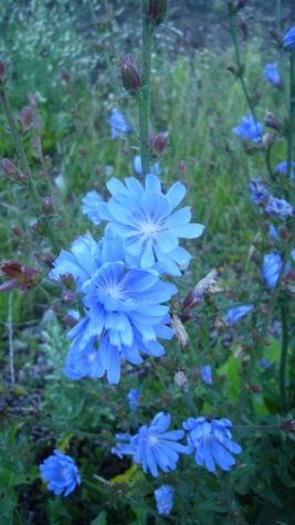 Blue flowers on a field