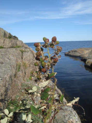 berries growing next to water at a rocky cosatal area