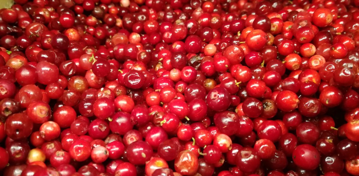 Closeup of red berries