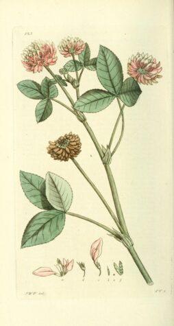 botanical drawing of alsike clower