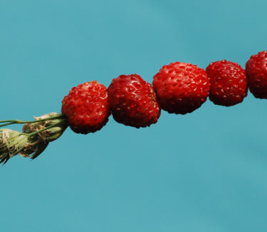 red berries placed