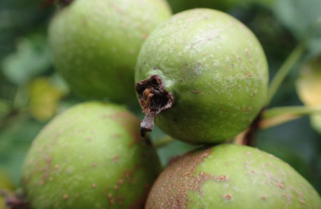 closeup of green fruits