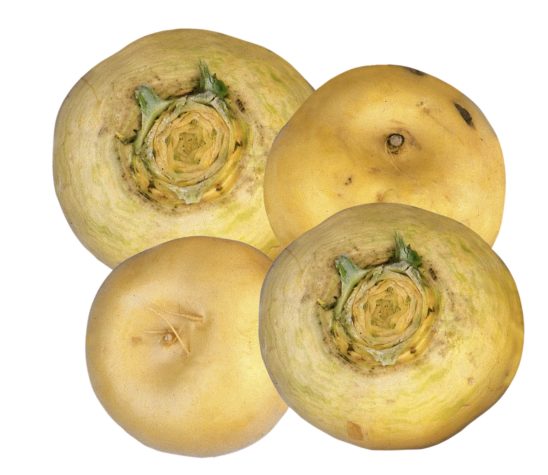 Four turnips on white background