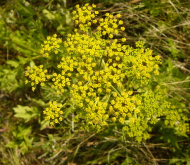 Closeup of yellow flowers