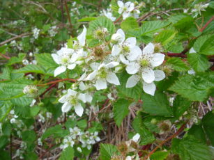 White flowers growing on a bush