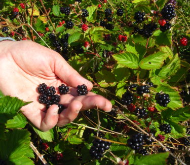 Hand holding blackberries growing in the wild