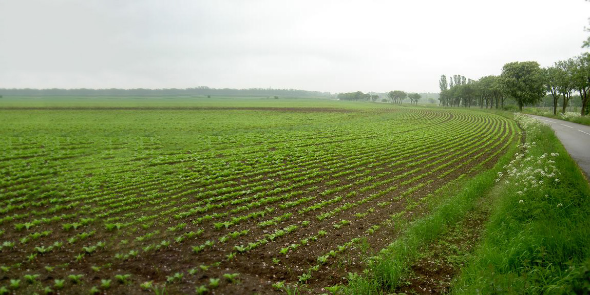 Field with sugar beets growing and trees in the background