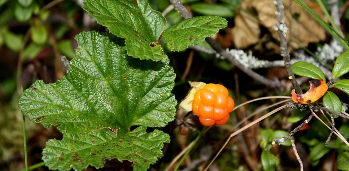 Yellow cloudberry surrounded by green leaves