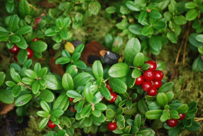 red berries and green leaves seen from above