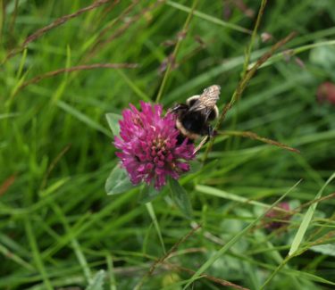 close up of red clover with a pollinator sitting on the flower
