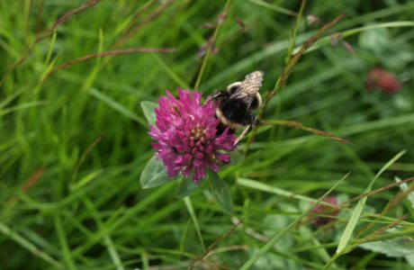 close up of red clover with a pollinator sitting on the flower
