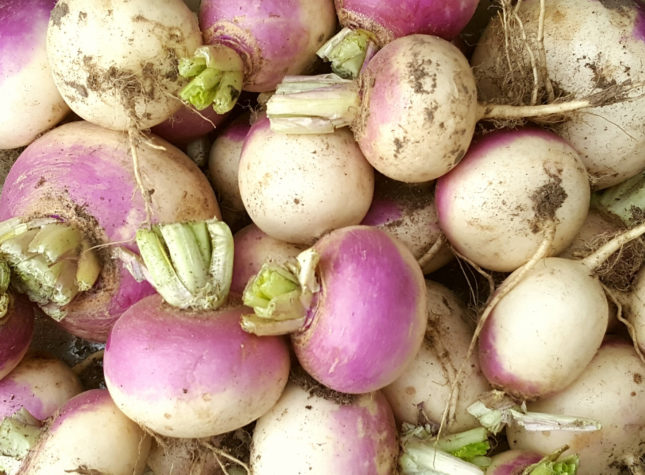 a pile of turnips from above