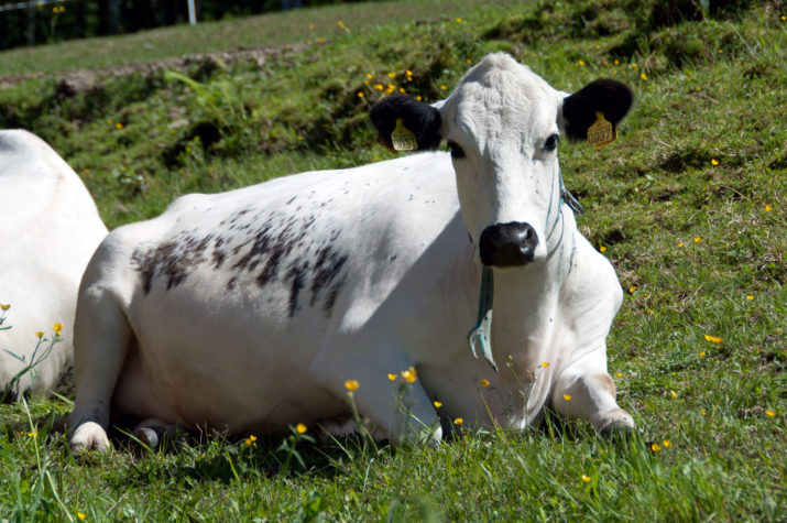 White cow with light spotting on its side. Lying down in the grass and looking into the camera