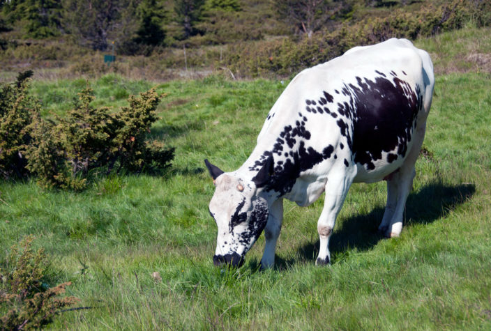 White cow with black spots on its slide. Eating grass in a field on a sunny day