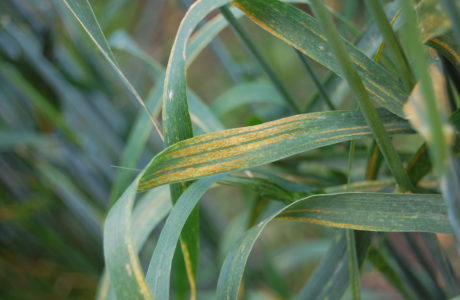 Close-up of a wheat plant with rust in the shape of small yellow dots.