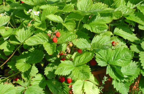 Wild strawberries with red berries and green leaves.