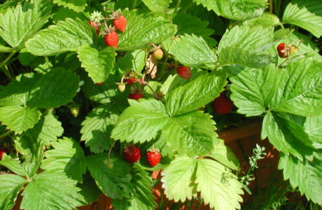 Wild strawberries with red berries and green leaves.