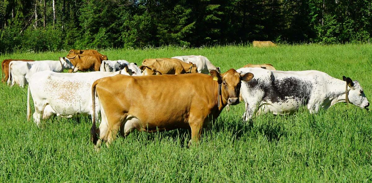 Kor i olika färger står på en grön äng i en klunga och tittar mot kameran.