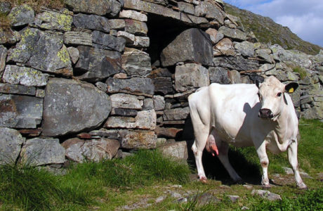 White cow standing in front of an ols building madeof rocks