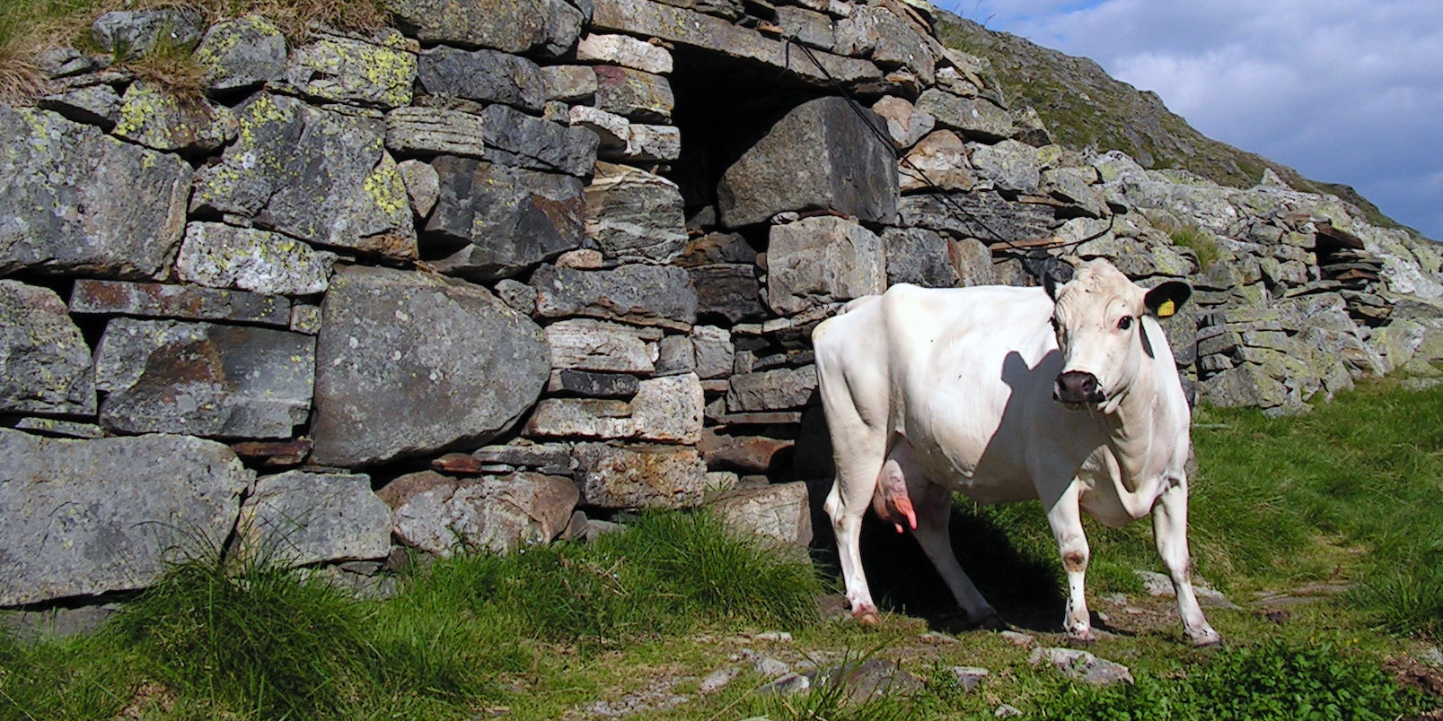 Coloursided Troender and Nordland Cattle (STN) - NordGen