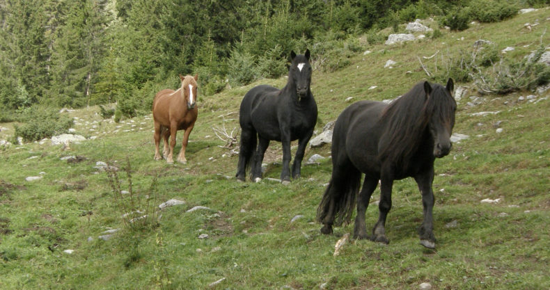 Tre hästar i en grön omgvning går lugnt mot åskådaren