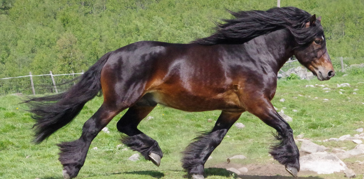 dark brown horse from the side running with green in the background