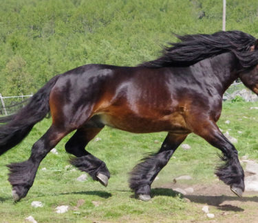 dark brown horse from the side running with green in the background
