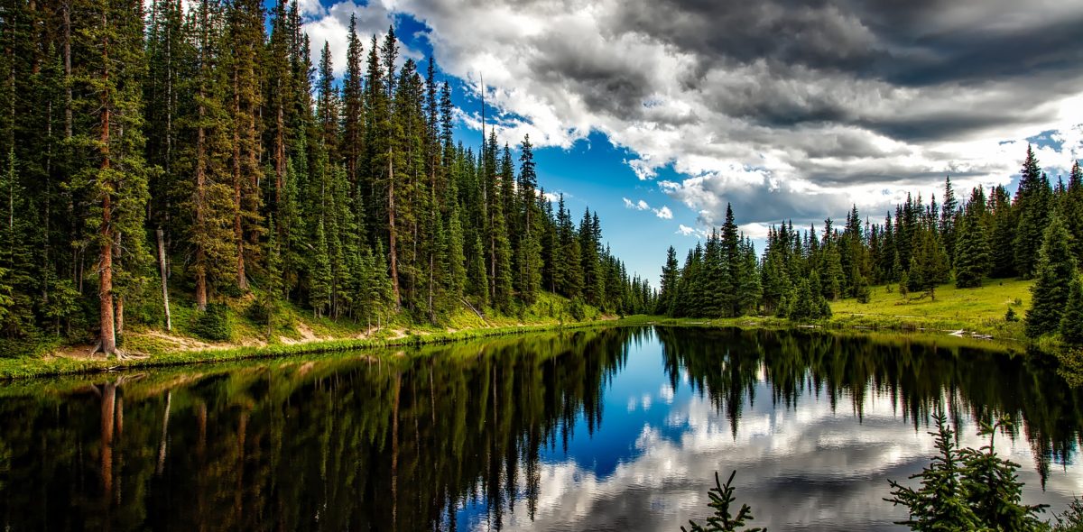 Gammal granskog speglar sig i en skogssjö. Blå himmel och moln i bakgrunden.