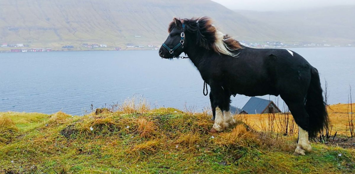 Black, white and brown faroese horse in front of a fjors and mountains