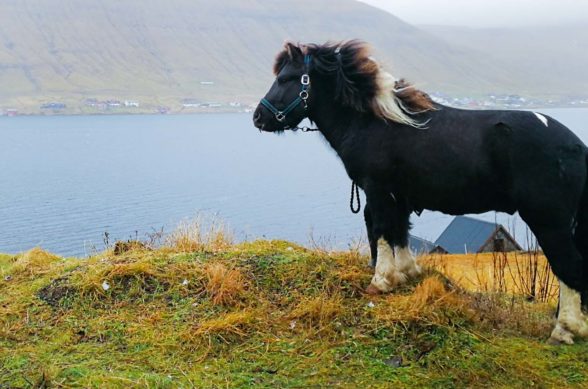 Black, white and brown faroese horse in front of a fjors and mountains