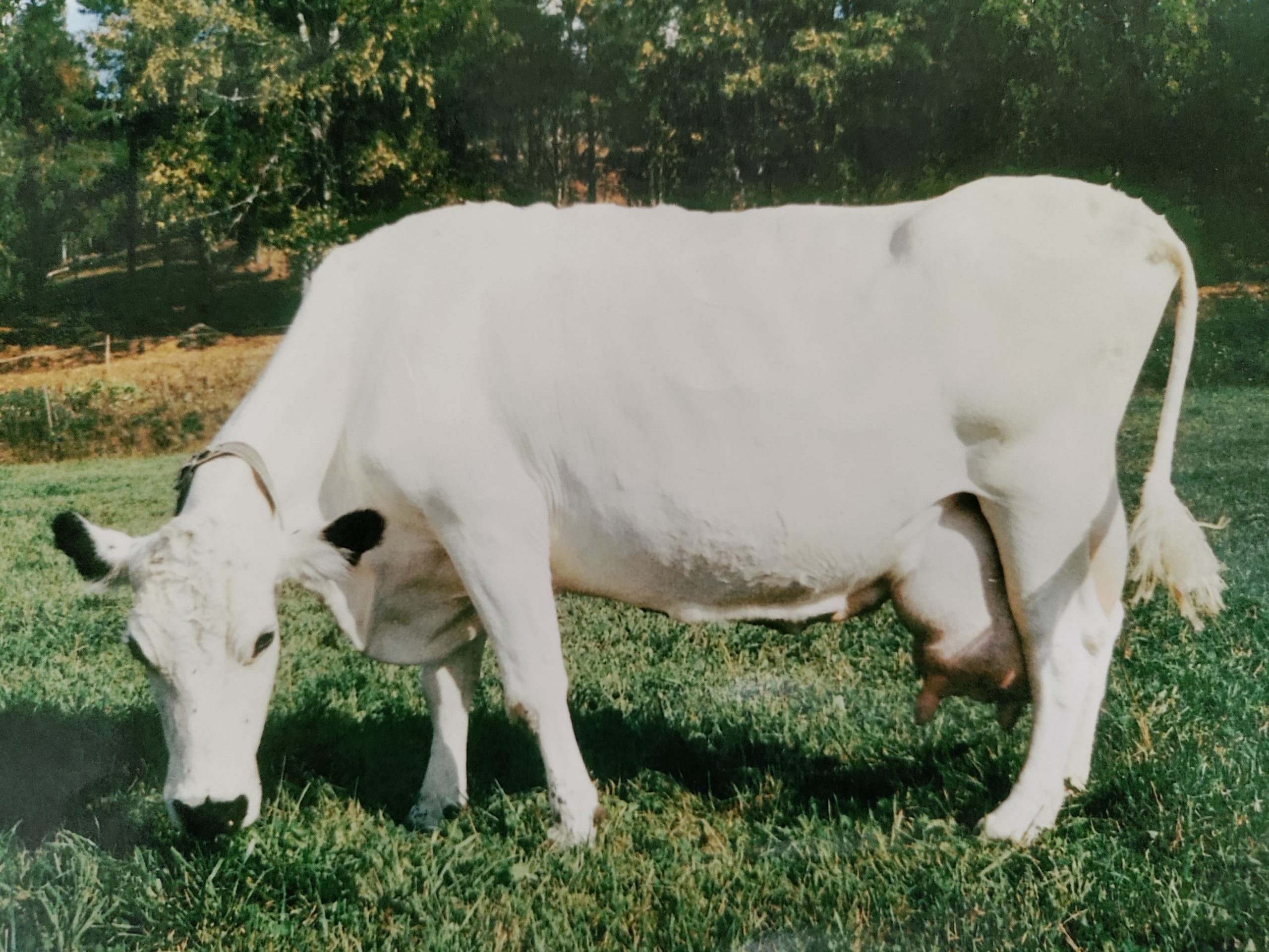 Valkoinen lehmä pellolla aurinkoisena päivänä