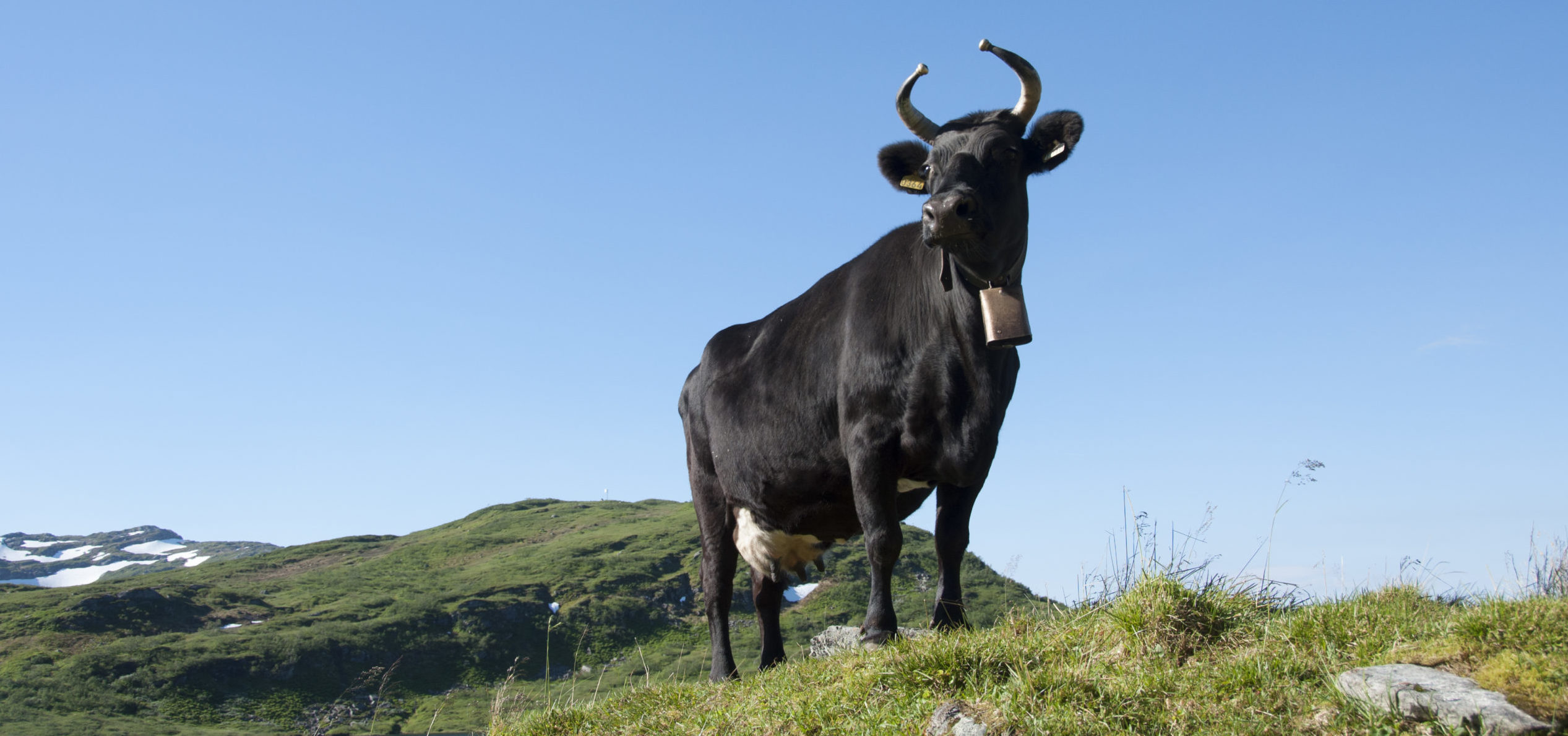 A black cow with hornes looking, with blue sky in the background