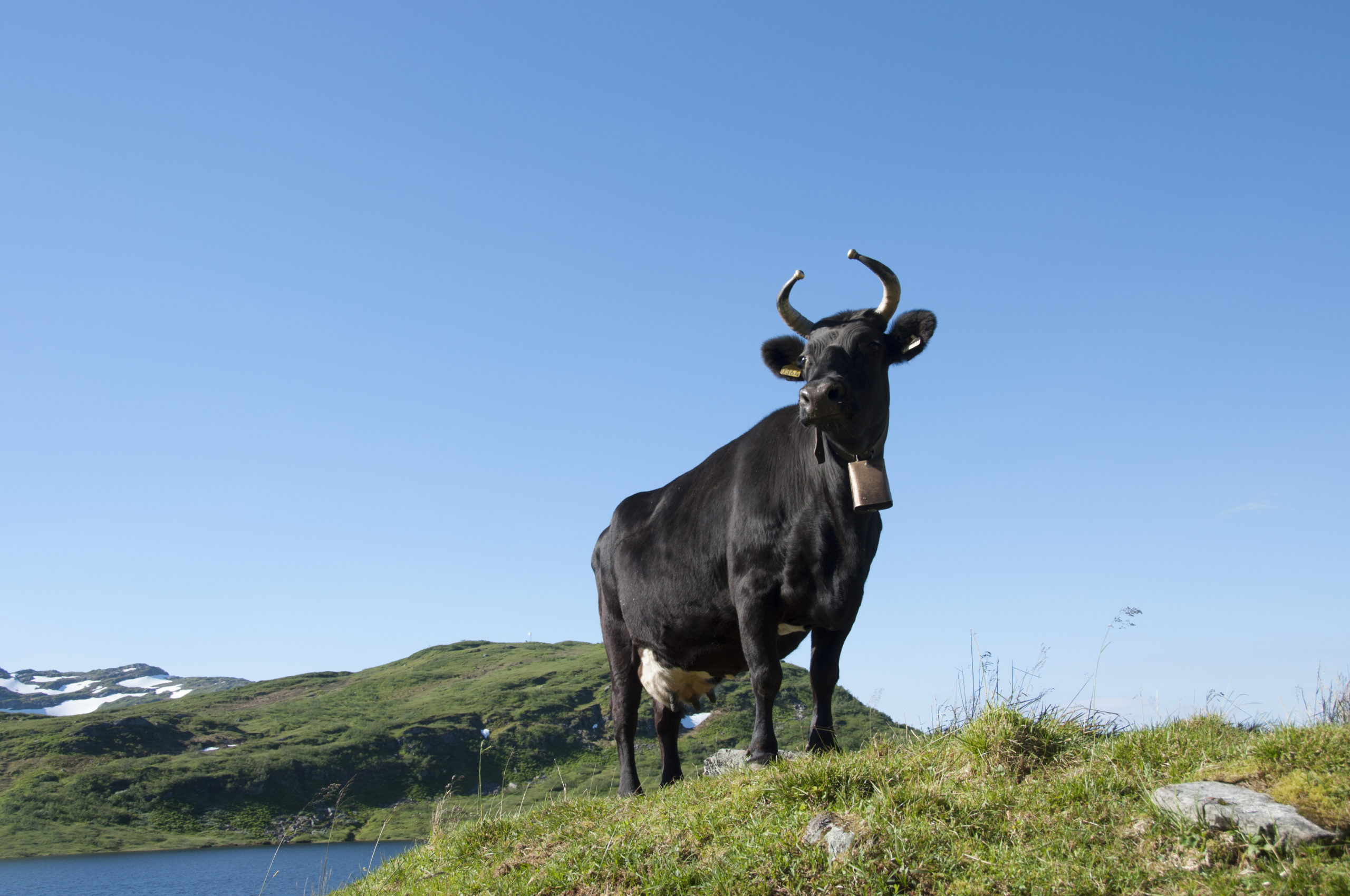 Musta lehmä katselee maisemia taustalla vuoria ja kukkuloita