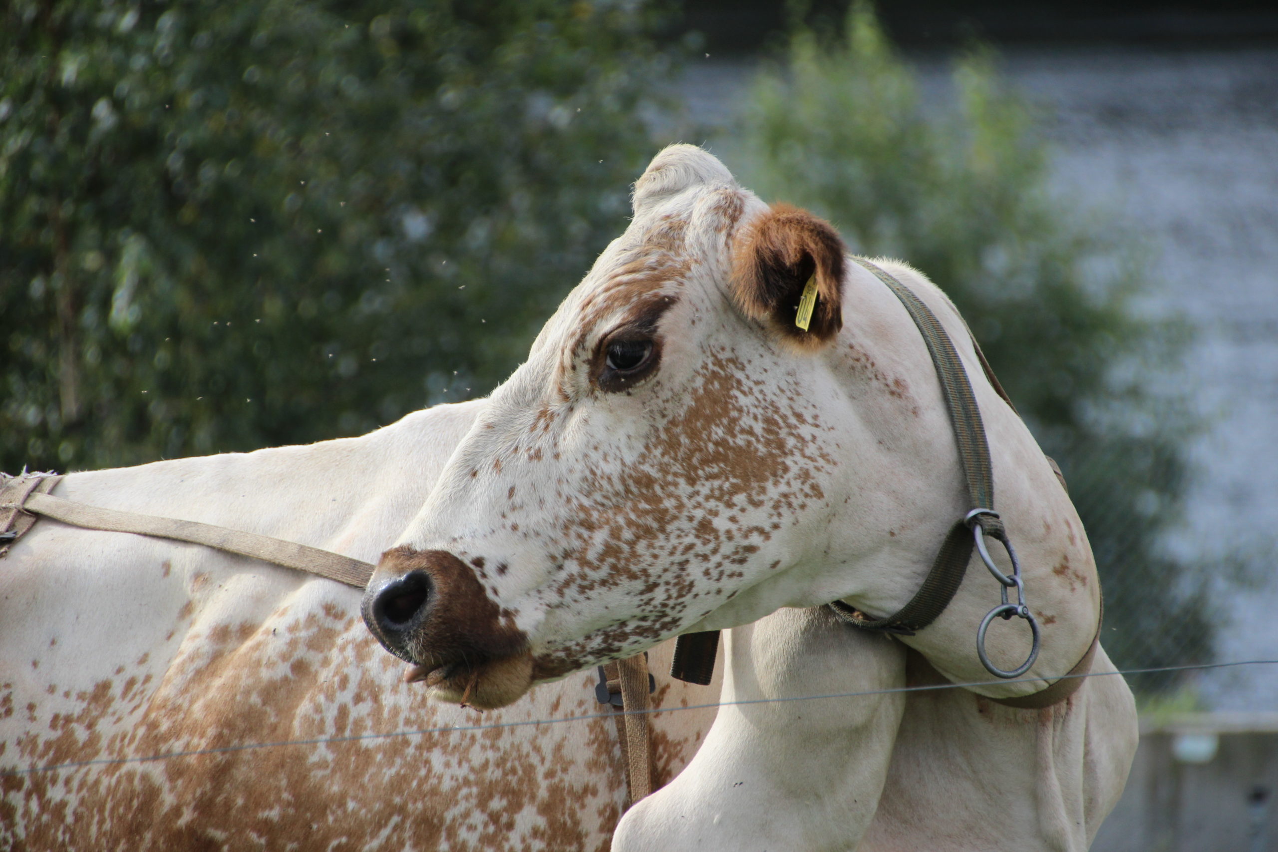 closeup of cow turning its head