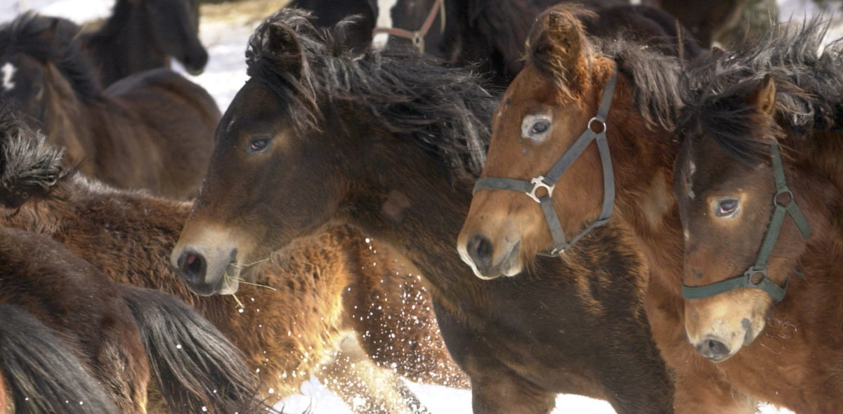 Närbild på en flock hästar galopperar i vinterlandskap