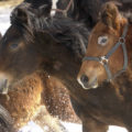 Closeup of a flock of horses in a winter landscape