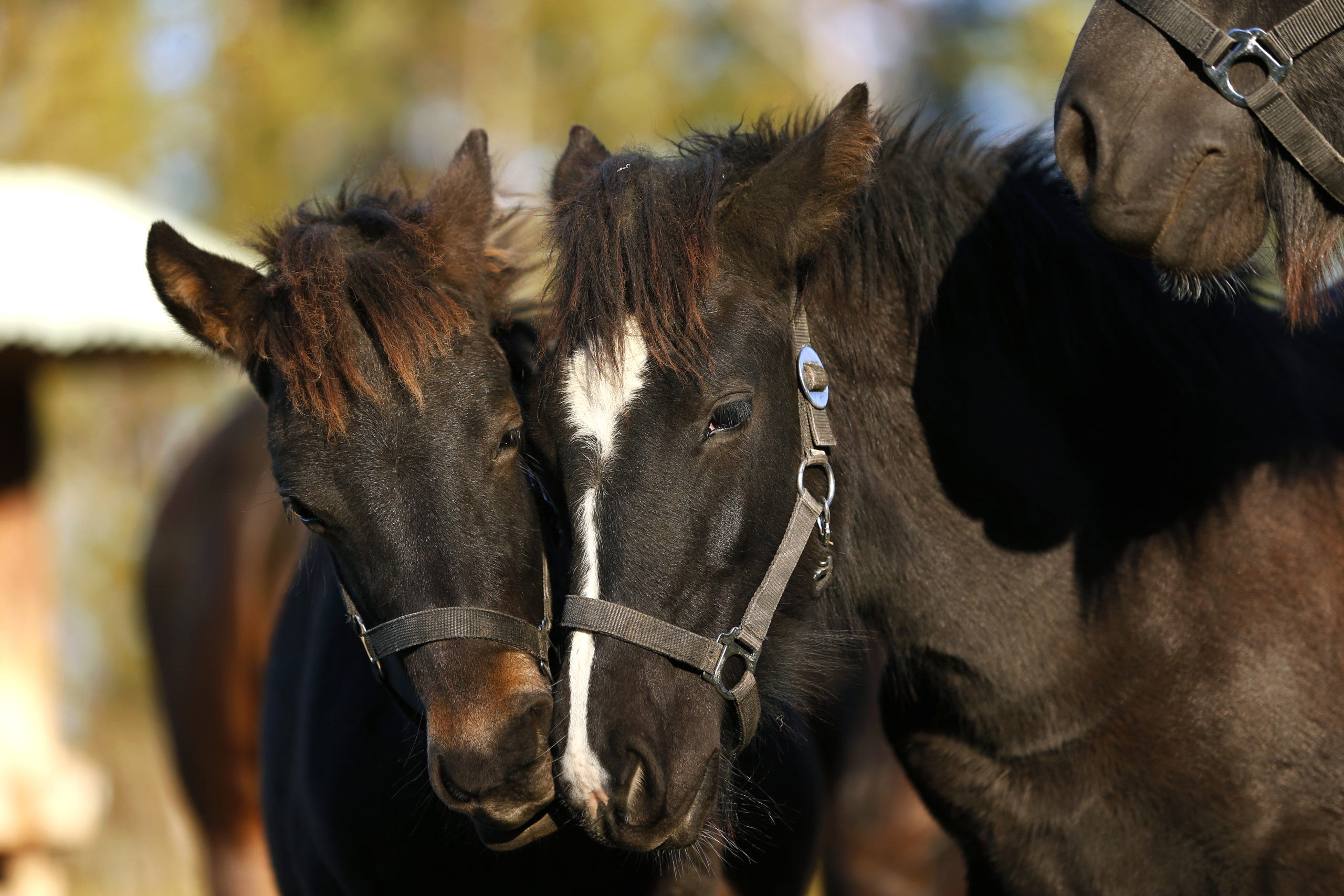 Closeup of two horses