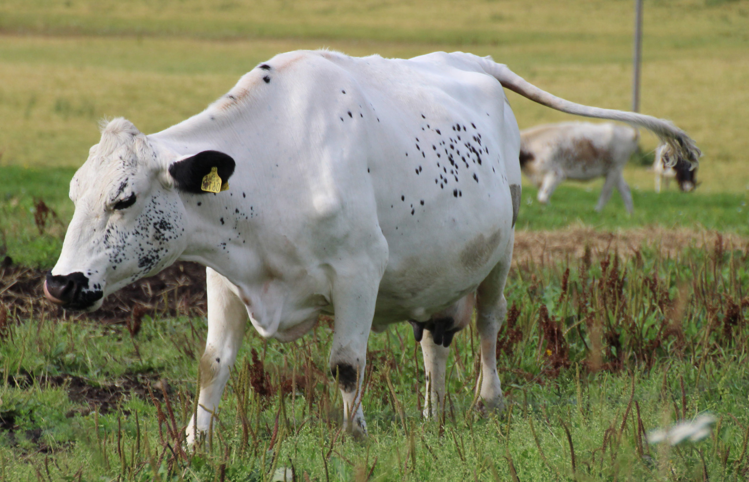 white cow on a field