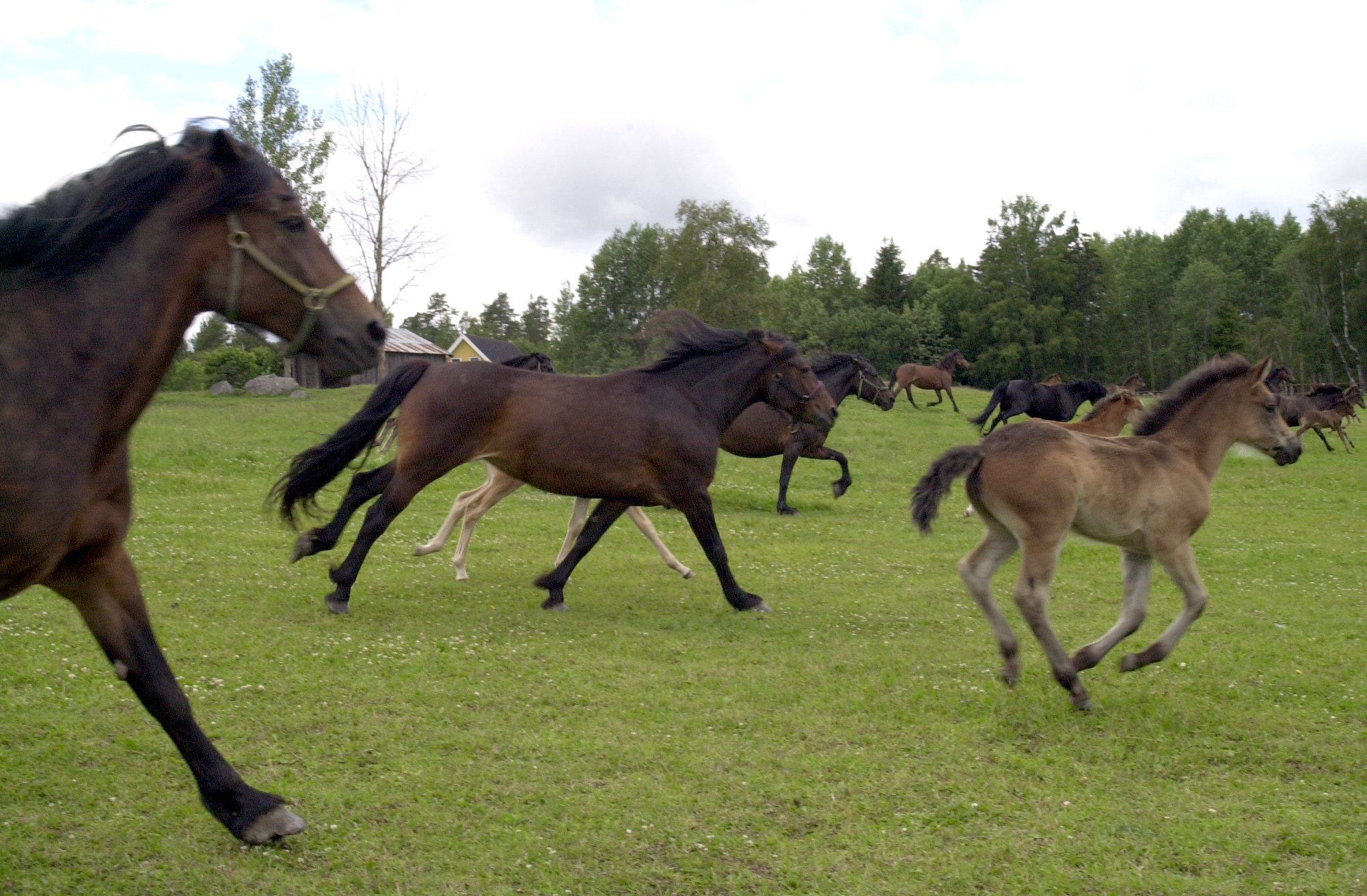 Hästar galopperar i öppet landskap