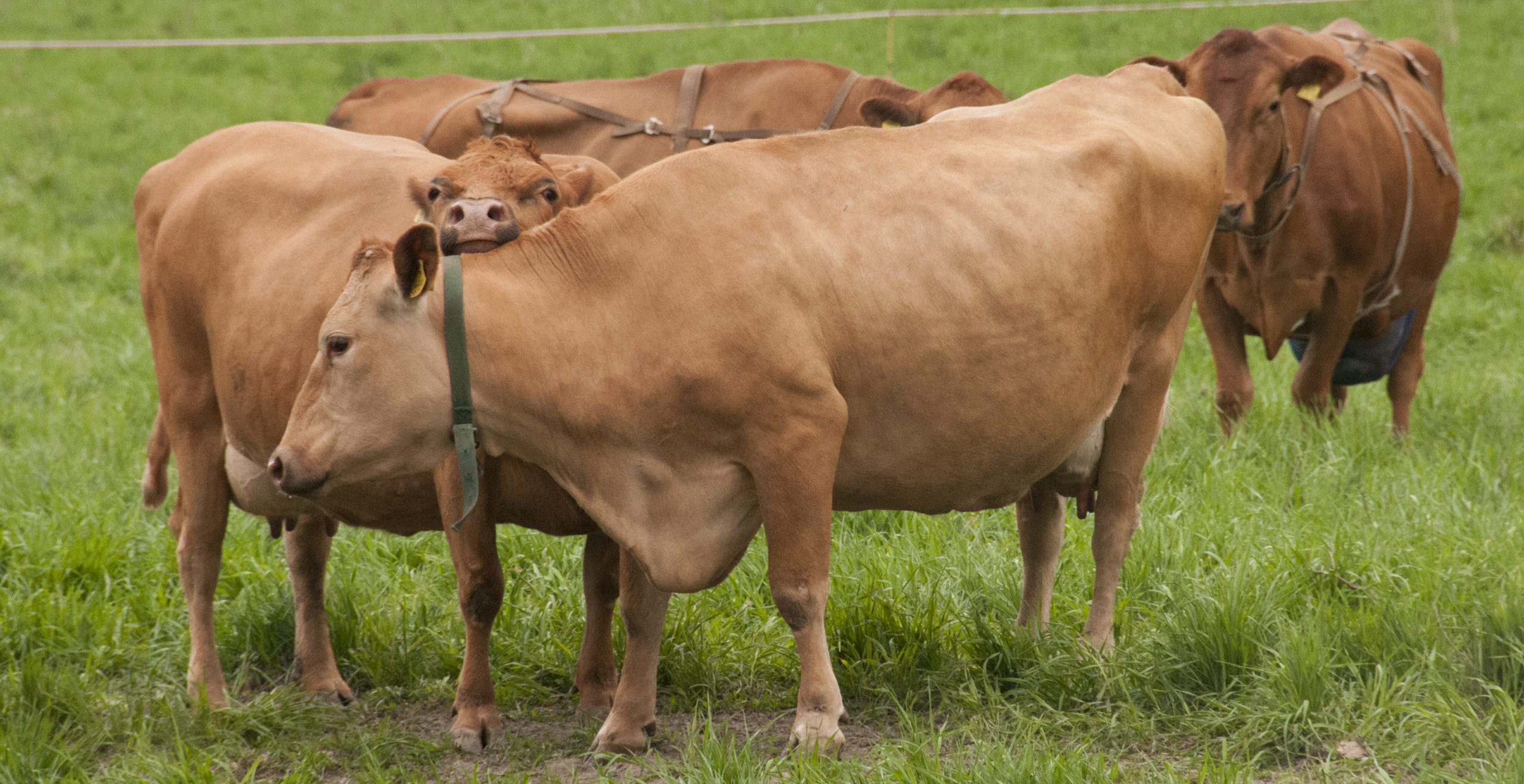 A group of brown cows on a green field