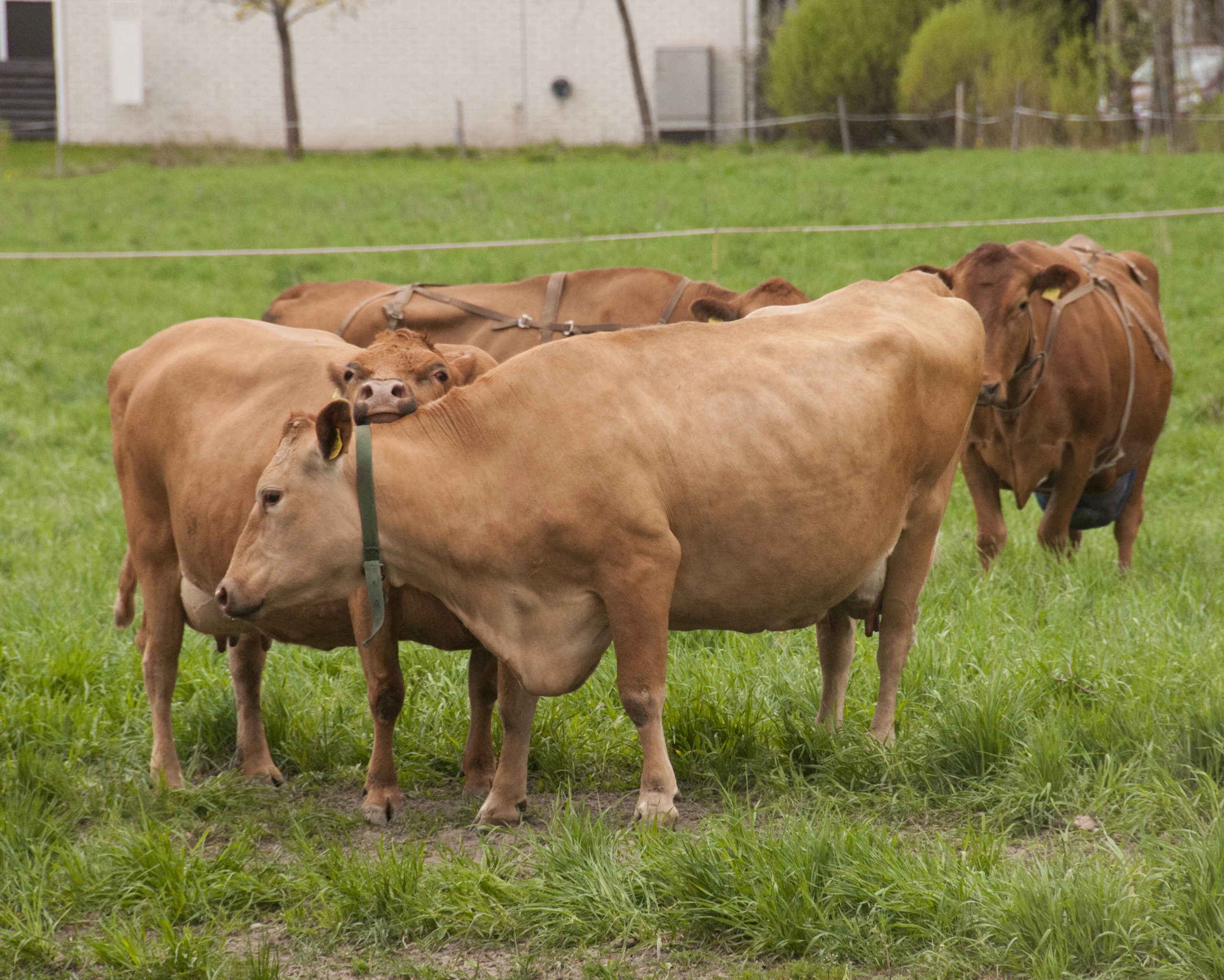 Punaruskeita lehmiä vihreällä niityllä
